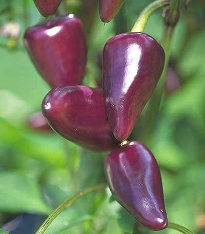 Seeds and Things Purple Jalapeno Hot Pepper 30+ seeds -- Seeds and Things Purple Jalapeno Hot Pepper 30+ seeds --