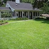 IMAGE OF Centipede Grass Seed - Coated - 5 LBS