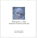 Resin Life: Snapshots of Asian Ball-Jointed Dolls