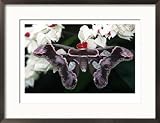 Atlas Moth, Attacus Atlas, Indonesia Framed Photographic Poster Print by Robert Franz, 29x21