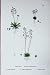 Botany Plants C1902 Common Whitlow Grass Draba Verna