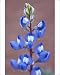 Photographic Prints of Dwarf lupine (small lupine) (rusty lupine) (Lupinus pusillus), Canyon Country, from Robert Harding