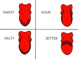 Taste Receptor Regions Photographic Poster Print, 40x30