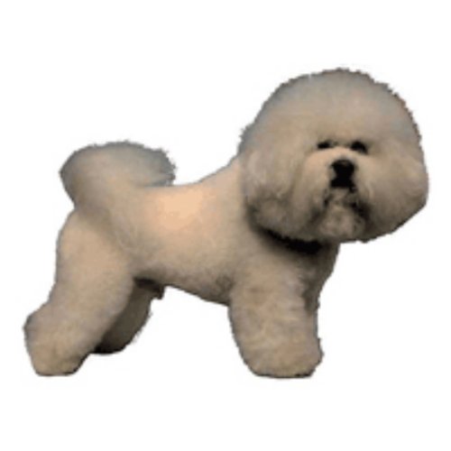 World Stickers Schwandt Heimtierbedarf 12169 Aufkleber 4 St&uuml;ck ca. 80 x 80 mm f&uuml;r Warnschild Bichon Frise