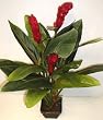 3' Deluxe Torch Ginger Plant