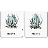 PlantKingdom3-PartReadingCards