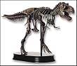 Tyrannosaurs Rex Dinosaur Skeleton Model (Scale 1+20)