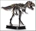 Tyrannosaurs Rex Dinosaur Skeleton Model (Scale 1+20)