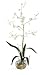 Oncidium Liquid Illusion Silk Orchid Arrangement