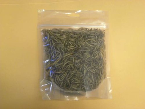 Dried Mealworms 100 gm (2800 +/-)