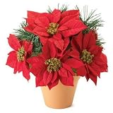POINSETTIA PLANT