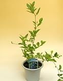 花工房花贈りエーデルワイス フラワーギフト 瞳にとてもいいブルーベリー...