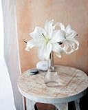 White Lilies Finest LAMINATED Print Amelie Vuillon 16x20