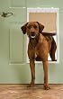 PetSafe Plastic Pet Door - Extra Large