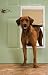 PetSafe Plastic Pet Door - Extra Large