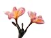 Frangipani Flowers - 24