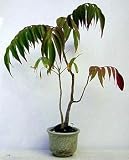 Amazon / Hirts: Seed; Trees & Shrubs: Fragrant Sumac 20 Seeds - Rhus aromatica - Shrub/Tree