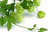 Wallmonkeys Peel and Stick Wall Decals - Hopfen - Hop 09 - 72