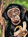 JUNIOR PAINT BY NUMBER KIT 9X12-CHIMPANZEE