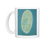 Light micrograph of Paramecium sp Photo Mugs