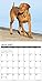 2016 Just Vizslas Wall Calendar