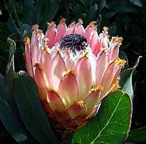 Giant Wooly Beard Queen Protea 10 Seed-Protea magnifica
