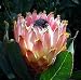 Giant Wooly Beard Queen Protea 10 Seed-Protea magnifica