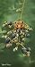 Blackberry Time - Wood Mouse Blank Card