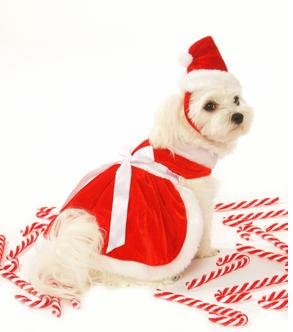 Dog Dress - Mrs. Claus Santa Girl Dog Christmas Dress w/ Matching Hat & Leash - XXX-Large (XXXL)