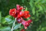 Pomegranate Tree; Grows in Containers in Most Zones; Grown in 3 Gallon Pots;Two Year Old Tree; Three to Five feet tall; Trunk Caliper 3 inches;