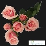 Forty Stems of Pink Spray Roses, Buy 20, Get 20 FREE.