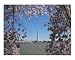 Cherry Blossoms over Washington Art Photographic Poster Print by Kya Sainsbury-Carter, 20x16