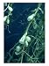 Clover, Trifolium Species with Root Nodules of Rhizobium Species Botanical Photographic Poster Print by Oxford Scientific, 12x16