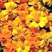 Marigold Citrus