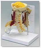 Deluxe Muscled Cervical Vertebrae Model