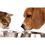 LONGNECKS Dog Cat Pet Joint & Muscle Spray Relief