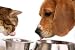 Pet Supplies : LONGNECKS Dog Cat Pet Joint & Muscle Spray Relief