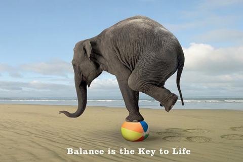 Childrens Toyshop  Kitchen & Housewares : Balance Is The Key To Life (Elephant On Ball) - Maxi Poster - 61cm x 91.5cm