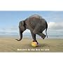 Balance Is The Key To Life - Elephant On Ball - Maxi Poster - 61cm x 91.5cm