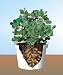 Catalog Source 60065 Grow UR Own Peanuts