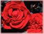 Amalia (Rosa Hybrid Tea) - Bare Root Rose