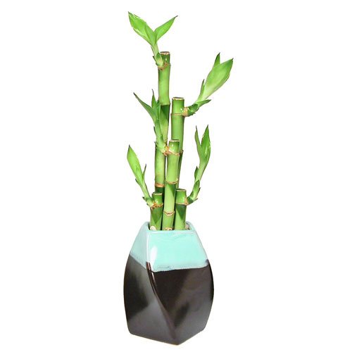 Lucky Bamboo Plant Arrangment, 5 Stalks, Curve Twisted Ceramic - Two-Tone Green on Coffee, Bring Good Fortune and Luck - Exclusive Design by Eve's Garden