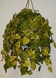 Large Potatoe Leaf Hanging Basket