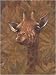 Safari Giraffe by Joe Sambataro. Size 6.00 inches width by 8.00 inches height. High Quality Art Poster Print