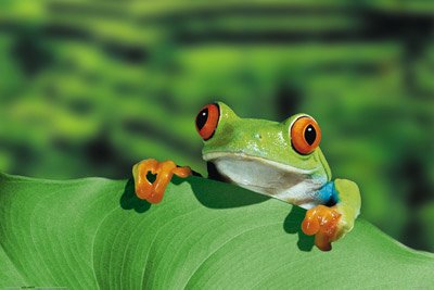 Tree Frog