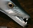 Taxidermy Quality 20" Fiberglass Barracuda Wall Mount