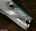 Taxidermy Quality 20" Fiberglass Barracuda Wall Mount