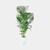 観葉植物 アレカヤシ10号