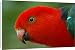 Canvas Prints of Male Australian King-parrot from ClownFish Photo
