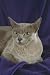 12X16 inch 1 of Top 100 Pedigree Cats Canvas Art Burmese,blue